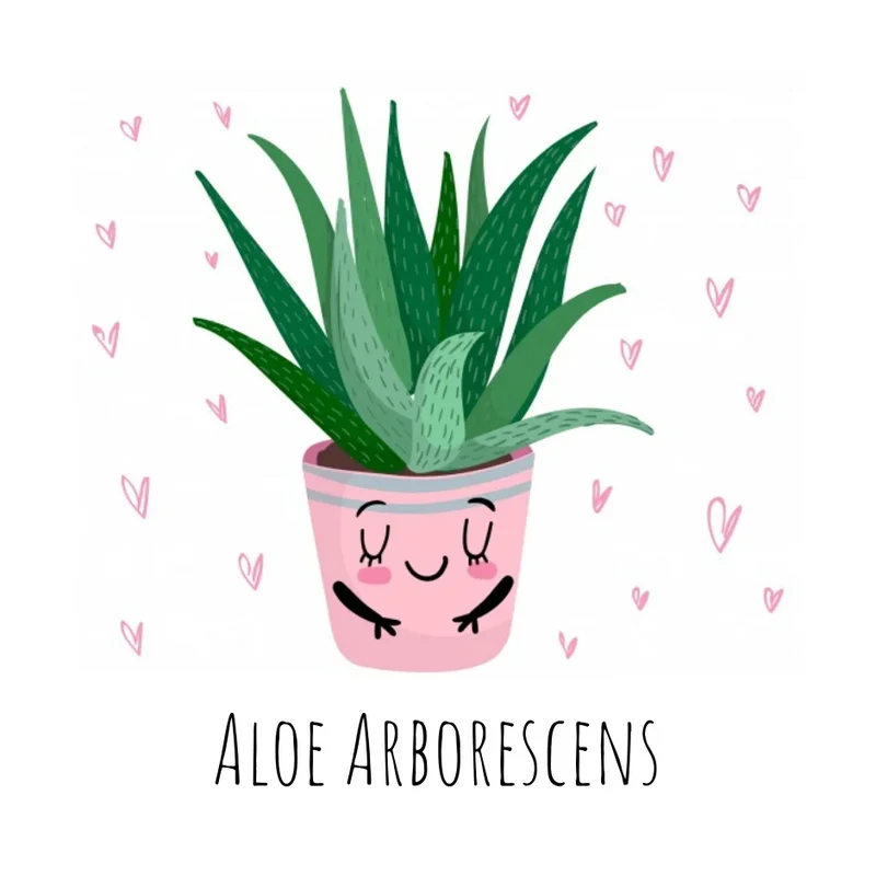 Baby Aloe