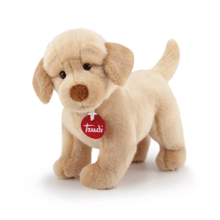 Labrador Liam