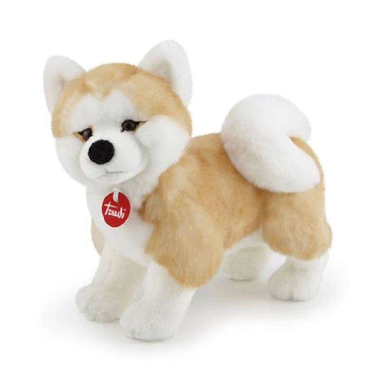 Akita Ascanio